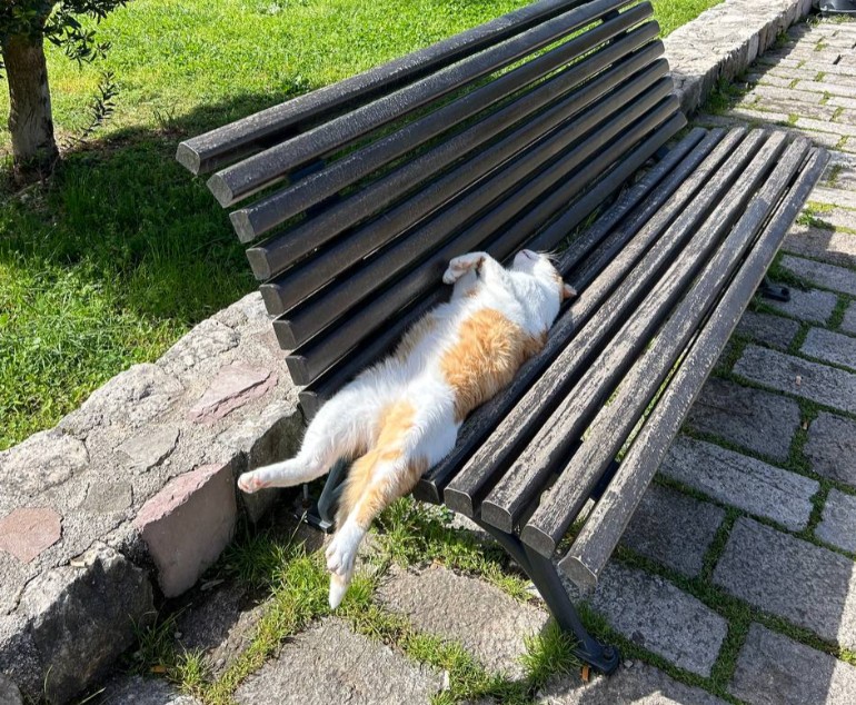 cats in kotor